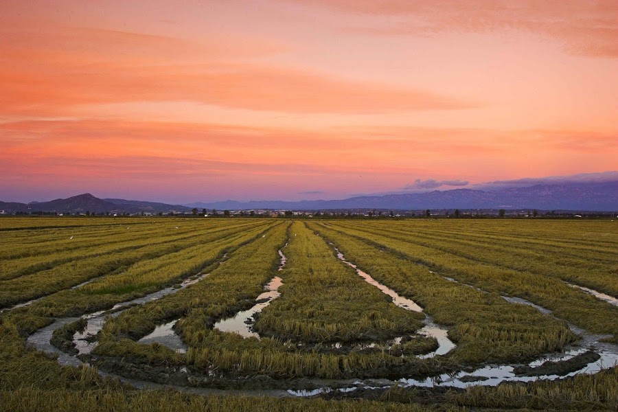 Parque Natural del Delta del Ebro